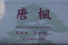 三角楓100.JPG