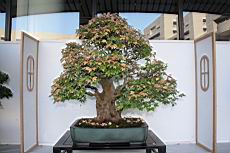 三角楓102.JPG