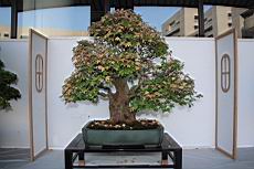 三角楓103.JPG