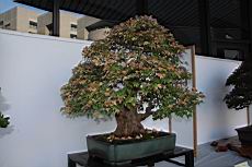 三角楓104.JPG