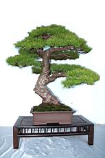 五葉松201.JPG