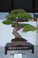 五葉松202.JPG