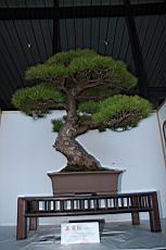 五葉松203.JPG