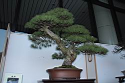 五葉松302.JPG
