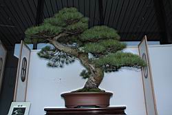 五葉松303.JPG