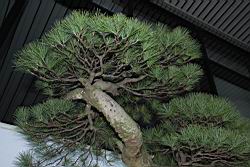 五葉松304.JPG
