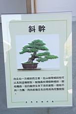 斜幹00.JPG