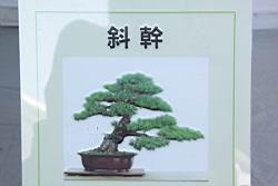 斜幹01.JPG