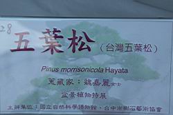 五葉松400.JPG