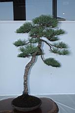 五葉松403.JPG