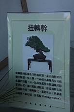 五葉松501.JPG