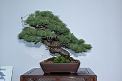 五葉松505.JPG