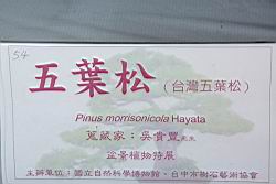 五葉松600.JPG