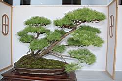 五葉松601.JPG