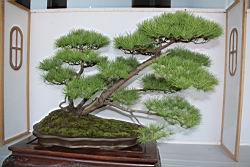 五葉松602.JPG