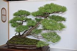 五葉松604.JPG