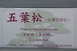 五葉松700.JPG