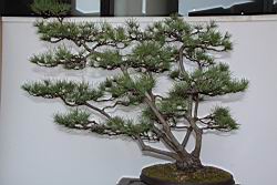 五葉松701.JPG