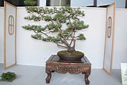 五葉松705.JPG