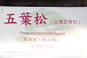 五葉松800.JPG