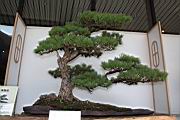 五葉松806.JPG