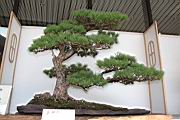 五葉松807.JPG