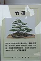 五葉松901.JPG