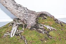 五葉松10-莖00.JPG