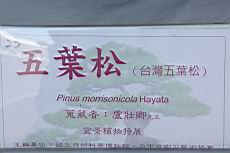 五葉松1001.JPG