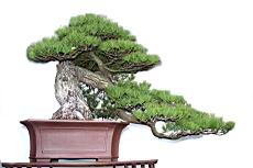 五葉松1102.JPG