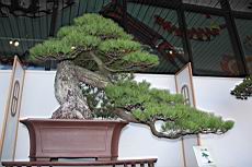五葉松1103.JPG