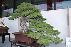 五葉松1104.JPG