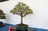 小葉桑-盆栽07.JPG