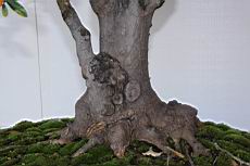 山橘-莖00.JPG