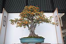 山橘03.JPG