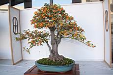 山橘04.JPG