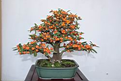 山橘202.JPG