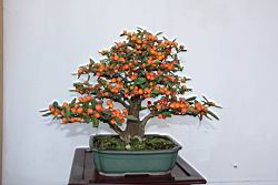 山橘203.JPG