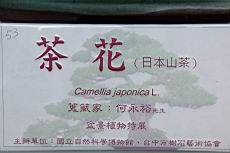日本山茶100.JPG