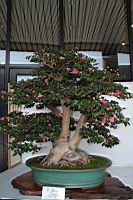 日本山茶101.JPG