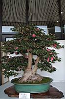 日本山茶102.JPG