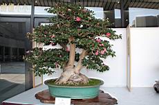 日本山茶103.JPG