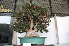 日本山茶105.JPG