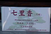 月橘100.JPG