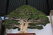 月橘107.JPG