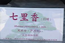 月橘200.JPG