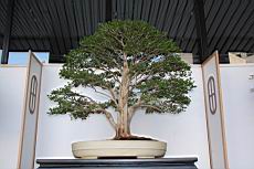 月橘202.JPG