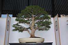 月橘203.JPG