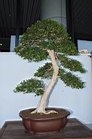 月橘302.JPG