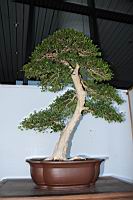 月橘303.JPG